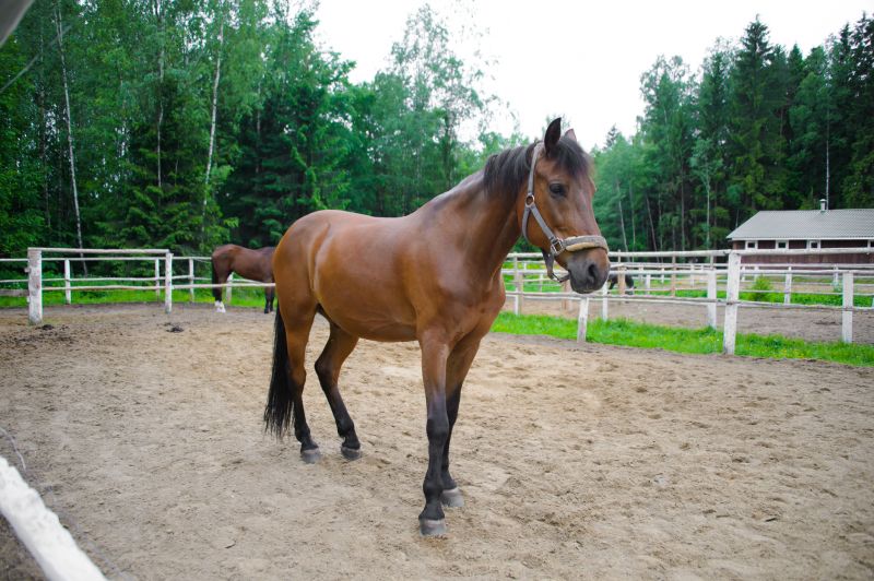 Horse Enclosure Installation